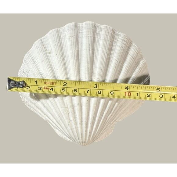 Seashells 2 Large & 2 Smaller Ones Estate Sale Find Very Beautiful - Lot Of 4 - Picture 10 of 16